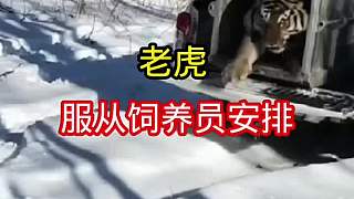 一頭受傷的老虎，飼養(yǎng)員幫助為了幫助他，把老虎運(yùn)送到一個(gè)安全的領(lǐng)域