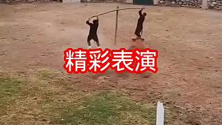 在表演場(chǎng)地里，可以看見(jiàn)一頭牛精彩的表演