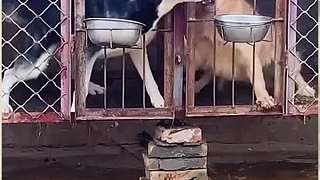 兩狗打嘴仗！誰(shuí)更勝一籌