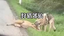 嚣张郊狼受到打击