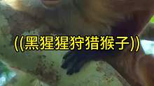 黑猩猩狩猎贪吃的猴子
