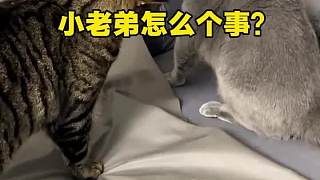 小老弟怎么個(gè)事