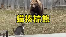 棕熊闯入居民后院，没想到被看门的猫给狠狠揍了