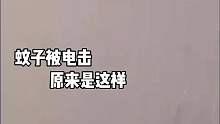 蚊子被电后竟然会这样！