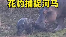 花豹捕捉小河马失败了