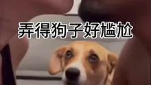 弄得狗子好尴尬