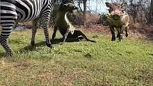 疣猪开心的看着斑马和鬣狗