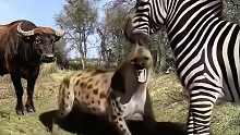 野牛盯着斑马和鬣狗