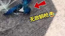 撒网抓鱼碰巧把小鸟给网住了