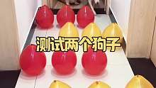 测试两个狗子