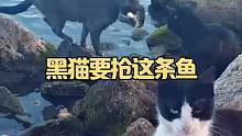 黑猫要抢这条鱼