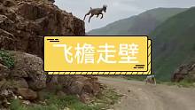 飞檐走壁的山羊
