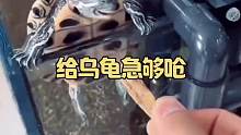 给鸟龟急够