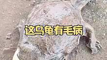 这鸟龟有毛病