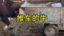 推车的牛