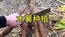 木薯种植