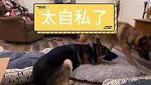 这狗狗太自私了