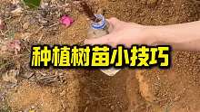种植树苗小技巧