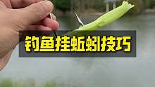 钓鱼挂蚯蚓技巧