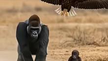 白头鹰偷袭大猩猩的幼崽