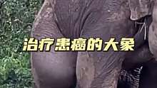 泼皮蛇咬伤的大象，后腿竟然癌变腐烂了