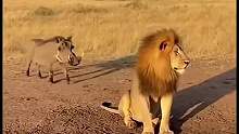 草原疣猪屡屡挑衅狮子