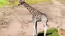长颈鹿的无影腿把狮子鬣狗都给踢飞了