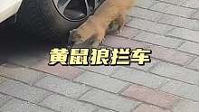 黄鼠狼竟然拦住了小哥的汽车