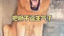 把狮子逗生气了