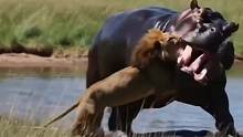 小河马被狮子袭击，大河马发怒疯狂报复