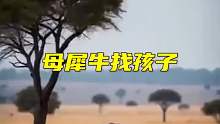 丢失孩子的母犀牛癫狂了