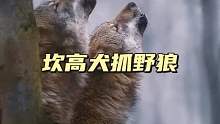 勇猛的坎高犬终于制住了野狼