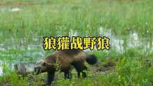 狼獾大战野狼
