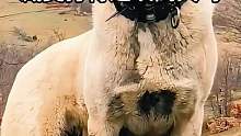 藏獒打得过坎高犬吗