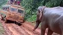 大巴车帮大象脱离沼泽