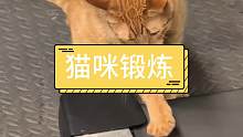 哪有喜欢锻炼的猫咪