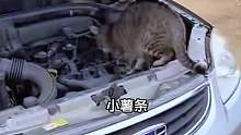 猫：随便吃