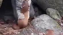 猫妈妈拼命保护孩子