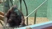猩猩还是有两下子的