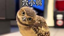巴掌大的猫头鹰你见过吗？