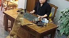胆小嘴硬
