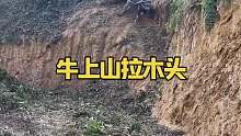 牛上山拉木头