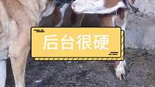 狗狗后台很硬不好惹