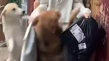这两只狗子估计要被拿下了