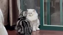 猫咪对峙了半天，最后出来一个挑事的