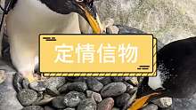 企鹅的定情信物
