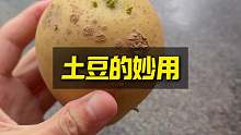 发芽的土豆不要扔，它还有很大的作用