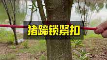 如何在树上绑猪蹄锁紧扣，学会了经常用得上