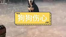 狗狗真是伤透了心