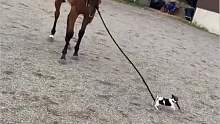 小狗牵大马